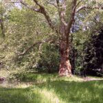 im Knauthainer Schloßpark